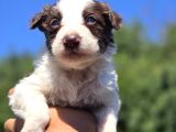 Border Collie Yavruları