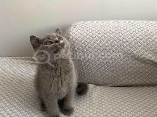 Anne Altından Harika Güzellikte British Shorthair Yavrumuz görsel