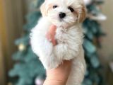 3 Aylık Erkek Maltipoo Mersin