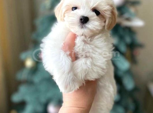 3 Aylık Erkek Maltipoo Mersin görsel