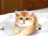 A kalite BRİTİSH SHORTHAİR GOLDEN  yavrular