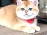 A Kalite Bri̇ti̇sh Shorthai̇r Golden  Yavrular