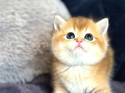A Kalite Bri̇ti̇sh Shorthai̇r Golden  Yavrular görsel