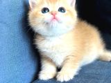 A Kalite Bri̇ti̇sh Shorthai̇r Golden  Yavrular