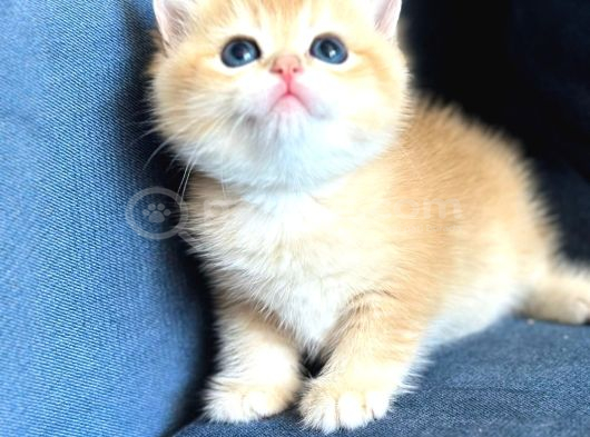 A Kalite Bri̇ti̇sh Shorthai̇r Golden  Yavrular görsel
