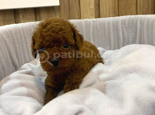 Safkan poodl yavrularım sevgisini paylaşıcak ailesini arıyor