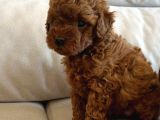 Yavru Poodle 3 Çiçek Dişi