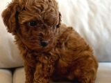 Yavru Poodle 3 Çiçek Dişi