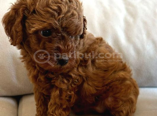 Yavru Poodle 3 Çiçek Dişi görsel