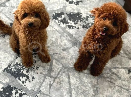 Yavru poodle 3 Çiçek dişi
