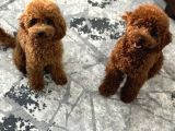 Yavru poodle 4 Erkek