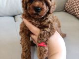 Yavru Poodle 3 Çiçek Dişi