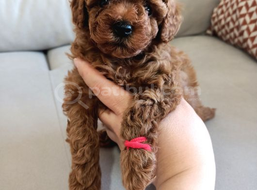 Yavru Poodle 3 Çiçek Dişi görsel