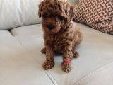 Yavru Poodle 3 Çiçek Dişi