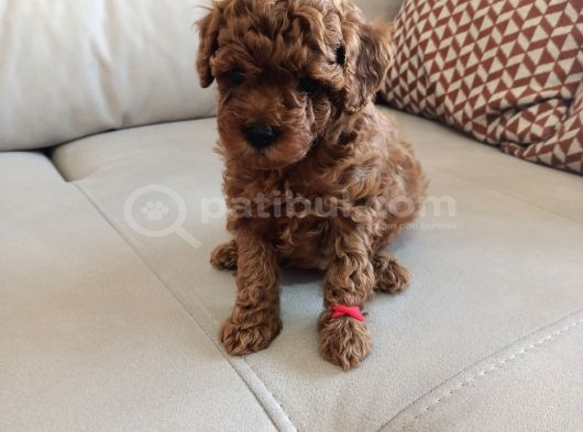 Yavru Poodle 3 Çiçek Dişi görsel