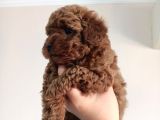 Yavru Poodle 2 Dişi