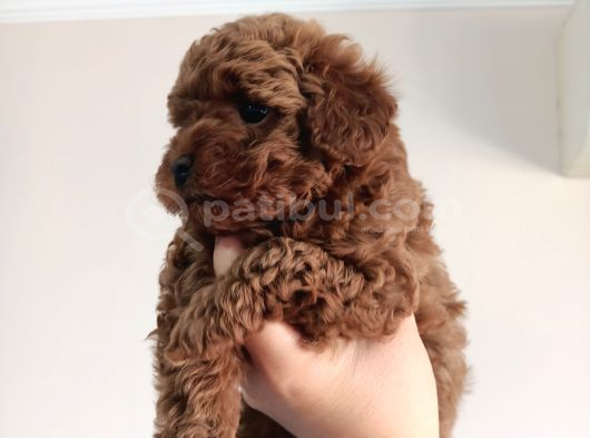 Yavru Poodle 2 Dişi görsel