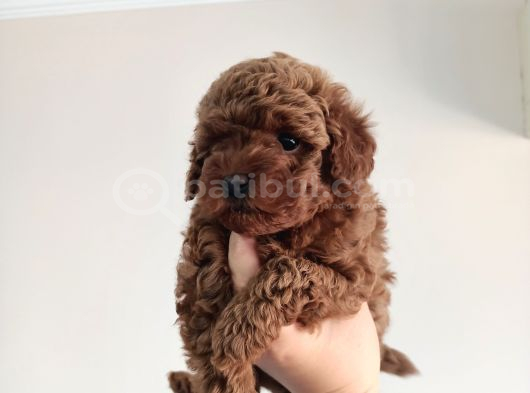Yavru Poodle 2 Dişi görsel