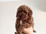 Yavru Poodle 2 Dişi