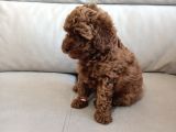 Yavru Poodle 2 Dişi