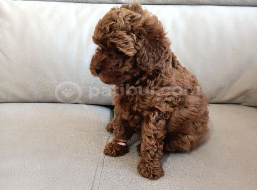 Yavru Poodle 2 Dişi görsel