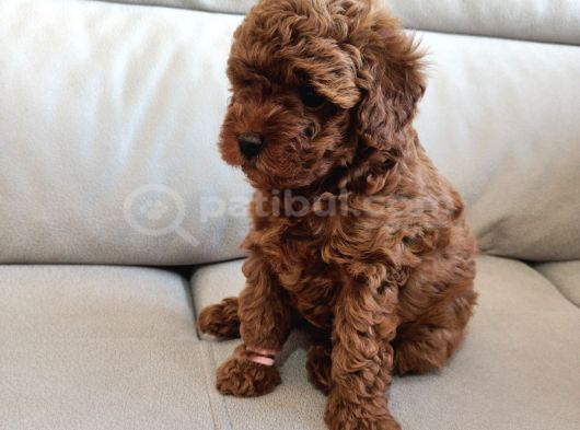 Yavru Poodle 2 Dişi görsel