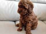 Yavru Poodle 2 Dişi