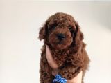 Yavru Poodle 1 Erkek