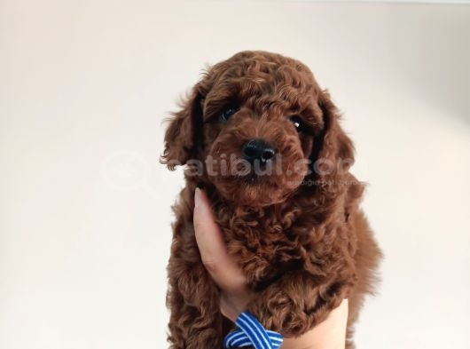 Yavru Poodle 1 Erkek görsel