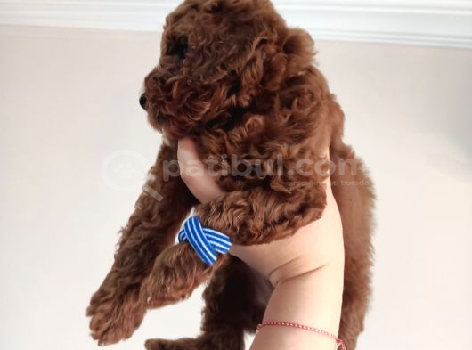 Yavru Poodle 1 Erkek görsel