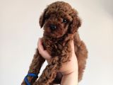 Yavru Poodle 4 Erkek
