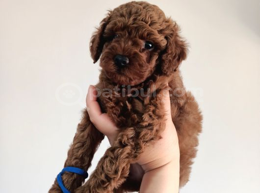 Yavru Poodle 4 Erkek görsel