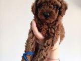 Yavru poodle 1 Erkek