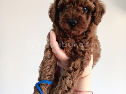 Yavru poodle 1 Erkek