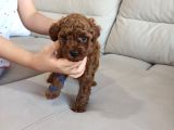 Yavru Poodle 4 Erkek