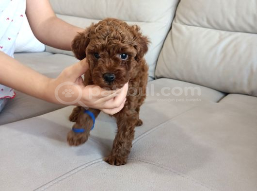Yavru Poodle 4 Erkek görsel