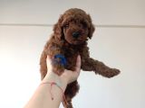 Yavru Poodle 4 Erkek