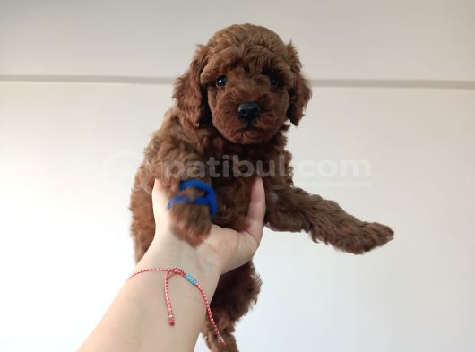 Yavru Poodle 4 Erkek görsel
