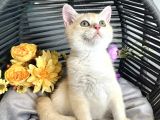 safkan British Shorthair Golden ny12