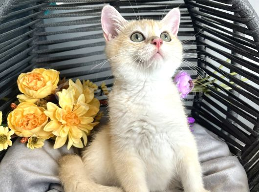 safkan British Shorthair Golden ny12