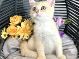 safkan British Shorthair Golden ny12