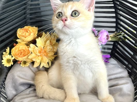 safkan British Shorthair Golden ny12