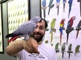 200 Keli̇me Konuşan Full Evci̇l Jako Papağani