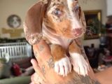 Sosis Dachshund