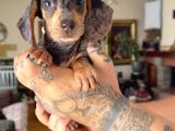 Sosis Dachshund