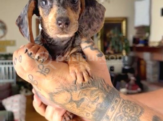 Sosis Dachshund görsel