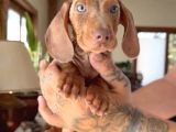 Sosis Dachshund