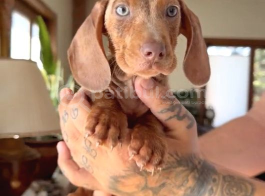 Sosis Dachshund görsel