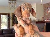 Sosis Dachshund