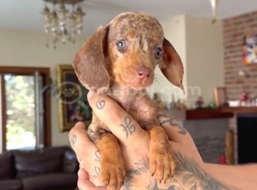 Sosis Dachshund görsel